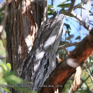 Podargus strigoides at Ulladulla, NSW - 29 Jul 2018
