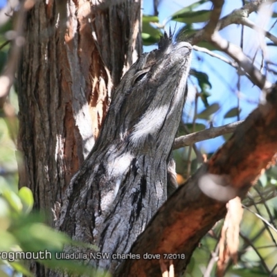 Podargus strigoides (Tawny Frogmouth) at Ulladulla, NSW - 28 Jul 2018 by CharlesDove