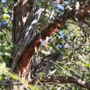 Podargus strigoides at Ulladulla, NSW - 29 Jul 2018 12:00 AM