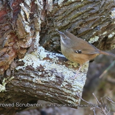 Sericornis frontalis (White-browed Scrubwren) at Undefined - 27 Jul 2018 by CharlesDove