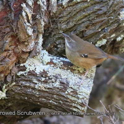 Sericornis frontalis (White-browed Scrubwren) at Undefined - 26 Jul 2018 by Charles Dove