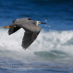 Egretta novaehollandiae (White-faced Heron) at South Pacific Heathland Reserve - 30 Jul 2018 by CharlesDove