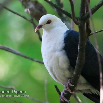 Columba leucomela (White-headed Pigeon) at Ulladulla - Millards Creek - 25 Jul 2018 by CharlesDove