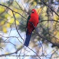 Alisterus scapularis (Australian King-Parrot) at Burrill Lake Aboriginal Cave Walking Track - 23 Jul 2018 by Charles Dove