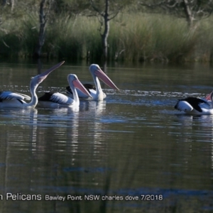 Pelecanus conspicillatus at undefined - 23 Jul 2018