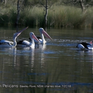 Pelecanus conspicillatus at undefined - 23 Jul 2018 12:00 AM
