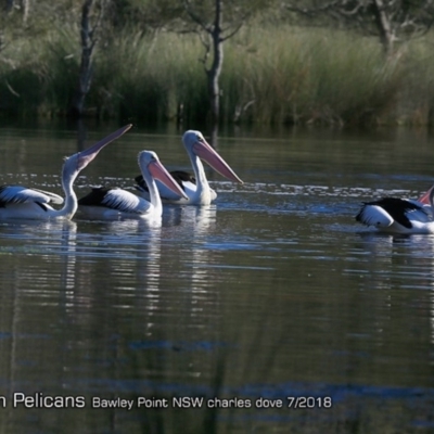 Pelecanus conspicillatus (Australian Pelican) at Undefined - 22 Jul 2018 by Charles Dove