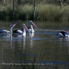 Pelecanus conspicillatus (Australian Pelican) at Undefined - 22 Jul 2018 by Charles Dove