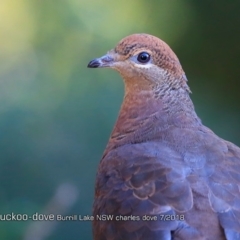 Macropygia phasianella (Brown Cuckoo-dove) at Burrill Lake Aboriginal Cave Walking Track - 21 Jul 2018 by Charles Dove