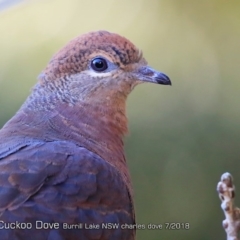 Macropygia phasianella at Burrill Lake Aboriginal Cave Walking Track - 22 Jul 2018