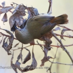 Acanthiza pusilla (Brown Thornbill) at Meroo National Park - 22 Jul 2018 by CharlesDove