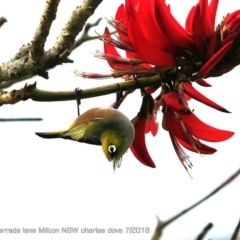 Zosterops lateralis (Silvereye) at Undefined - 19 Jul 2018 by Charles Dove