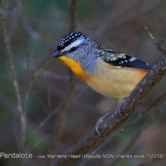 Pardalotus punctatus (Spotted Pardalote) at Undefined - 23 Jul 2018 by CharlesDove