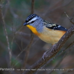 Pardalotus punctatus at undefined - 23 Jul 2018 12:00 AM