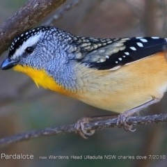 Pardalotus punctatus at undefined - 23 Jul 2018