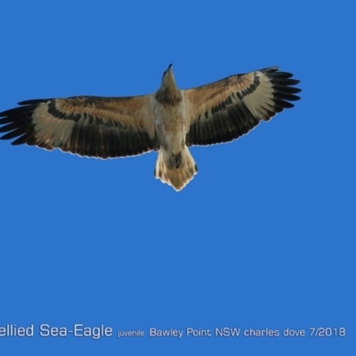 Haliaeetus leucogaster (White-bellied Sea-Eagle) at Bawley Point Bushcare - 22 Jul 2018 by Charles Dove
