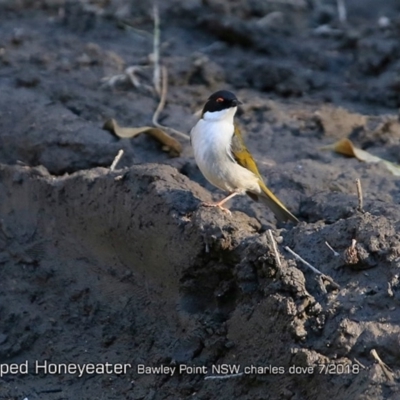 Melithreptus lunatus (White-naped Honeyeater) at Bawley Point Bushcare - 23 Jul 2018 by CharlesDove