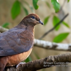 Macropygia phasianella (Brown Cuckoo-dove) at Burrill Lake Aboriginal Cave Walking Track - 16 Jul 2018 by CharlesDove