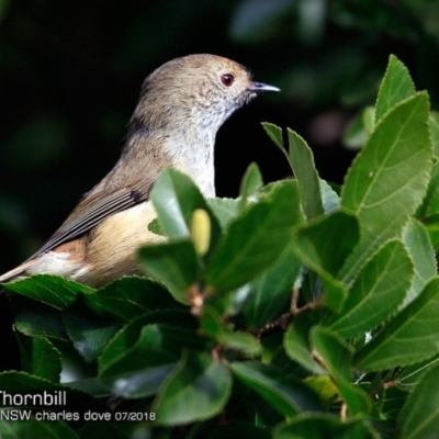 Acanthiza pusilla (Brown Thornbill) at Undefined - 16 Jul 2018 by CharlesDove