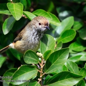 Acanthiza pusilla at undefined - 16 Jul 2018