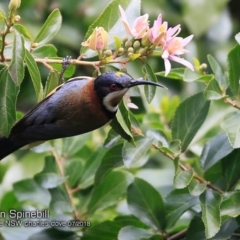 Acanthorhynchus tenuirostris (Eastern Spinebill) at Undefined - 16 Jul 2018 by CharlesDove