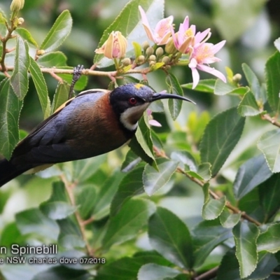 Acanthorhynchus tenuirostris (Eastern Spinebill) at Undefined - 15 Jul 2018 by Charles Dove