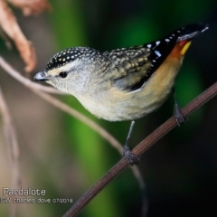 Pardalotus punctatus (Spotted Pardalote) at Undefined - 24 Jul 2018 by CharlesDove