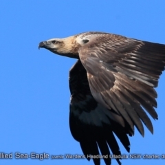 Haliaeetus leucogaster (White-bellied Sea-Eagle) at Ulladulla - Warden Head Bushcare - 17 Jul 2018 by Charles Dove