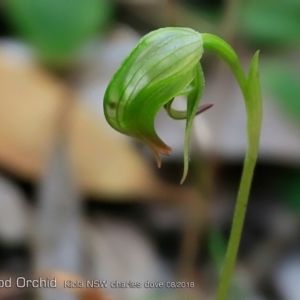 Pterostylis nutans at Kioloa Bushcare Group - suppressed