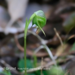 Pterostylis nutans at Kioloa Bushcare Group - suppressed