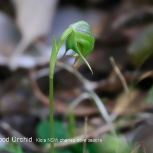 Pterostylis nutans at Kioloa Bushcare Group - 3 Aug 2018