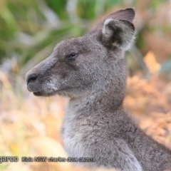 Macropus giganteus (Eastern Grey Kangaroo) at Kioloa Bushcare Group - 3 Aug 2018 by CharlesDove