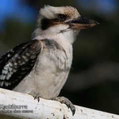Dacelo novaeguineae (Laughing Kookaburra) at Ulladulla, NSW - 1 Aug 2018 by CharlesDove
