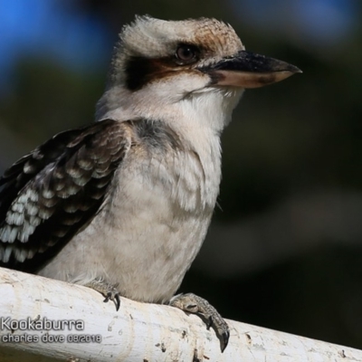 Dacelo novaeguineae (Laughing Kookaburra) at Ulladulla - Millards Creek - 31 Jul 2018 by Charles Dove