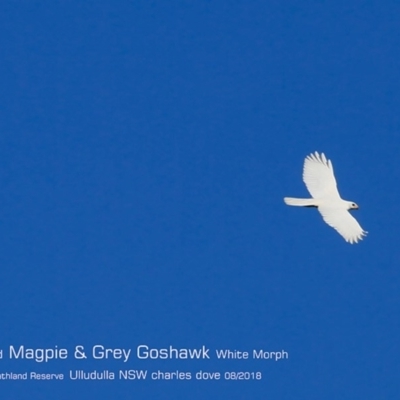 Accipiter novaehollandiae (Grey Goshawk) at South Pacific Heathland Reserve - 3 Aug 2018 by Charles Dove