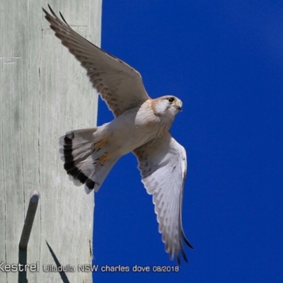 Falco cenchroides (Nankeen Kestrel) at Undefined - 31 Jul 2018 by Charles Dove
