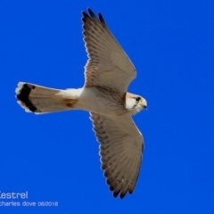 Falco cenchroides at undefined - 1 Aug 2018 12:00 AM