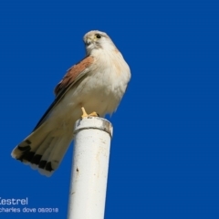 Falco cenchroides at undefined - 1 Aug 2018 12:00 AM