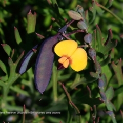 Bossiaea heterophylla (Variable Bossiaea) at South Pacific Heathland Reserve - 2 Aug 2018 by CharlesDove