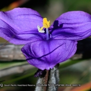 Patersonia sericea var. sericea at South Pacific Heathland Reserve - 1 Aug 2018 12:00 AM