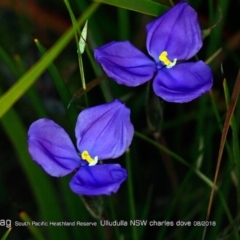 Patersonia sericea var. sericea at South Pacific Heathland Reserve - 1 Aug 2018