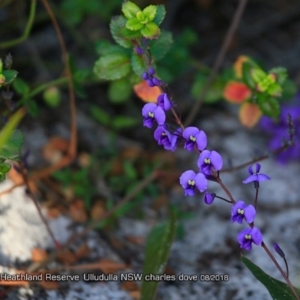 Hardenbergia violacea at South Pacific Heathland Reserve - 1 Aug 2018