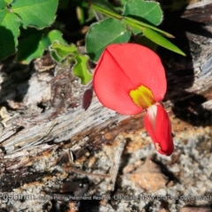 Kennedia prostrata (Running Postman) at South Pacific Heathland Reserve - 1 Aug 2018 by CharlesDove