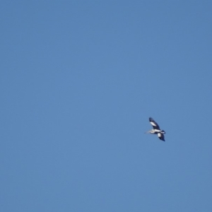 Pelecanus conspicillatus at Garran, ACT - 5 Aug 2018