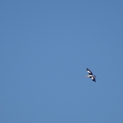 Pelecanus conspicillatus (Australian Pelican) at Red Hill Nature Reserve - 5 Aug 2018 by roymcd