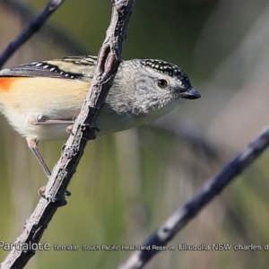 Pardalotus punctatus at South Pacific Heathland Reserve - 1 Aug 2018 12:00 AM