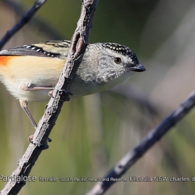 Pardalotus punctatus (Spotted Pardalote) at South Pacific Heathland Reserve - 1 Aug 2018 by CharlesDove