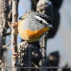 Pardalotus punctatus at South Pacific Heathland Reserve - 1 Aug 2018 12:00 AM