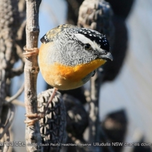 Pardalotus punctatus at South Pacific Heathland Reserve - 1 Aug 2018