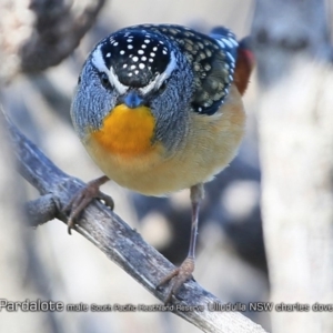 Pardalotus punctatus at South Pacific Heathland Reserve - 1 Aug 2018